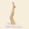gamba donna espositiva per calza